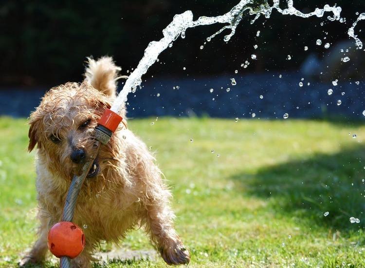 dog-playing-with-water-hose